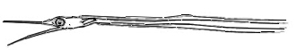 Nemichthys curvirostris_claves.jpg